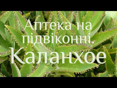 Видео: Каланхое