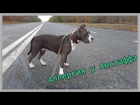 Видео: АЛЛЕРГИЯ У АМСТАФФА ХОЛЛИ И КАК МЫ СПРАВИЛИСЬ