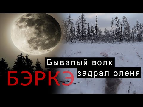 Видео: Бывалый волк задрал оленя. Дорога домой.