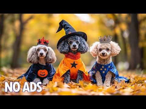 Видео: 12 Часов ТВ для Собак 🐶Музыка Против Тревоги для Собак💖Расслабляющая Музыка для Глубокого Сна