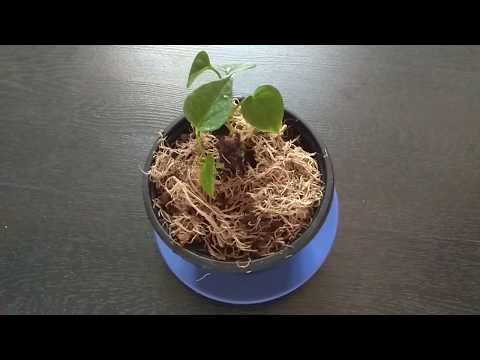 Видео: История о смерти и воскресении антуриума или что не любит антуриум