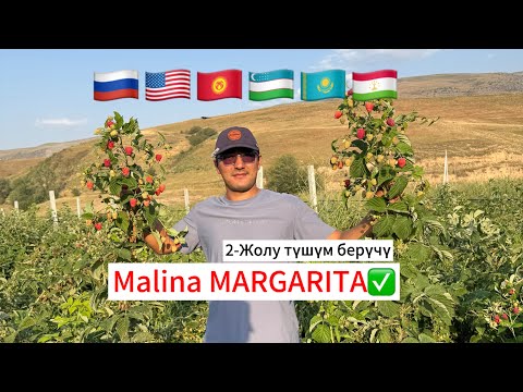 Видео: 2-жолу Тушум берүчү Маргарита сорт, күзгүгө көчөттөр чектелуу✅тел:0508354846 #аксы #чуй #талас #чүй