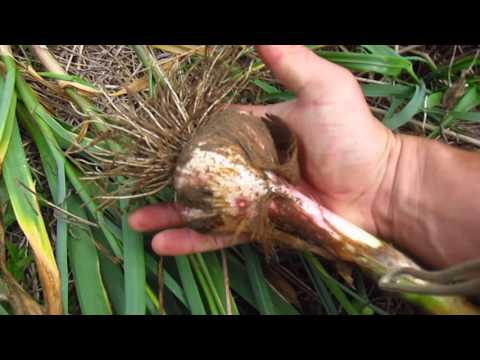 Видео: Чеснок под соломой.Первые итоги урожайности.