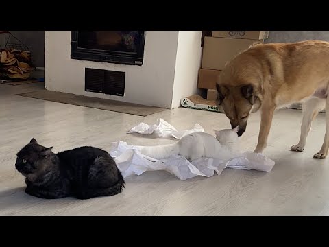 Видео: Вечером на даче 