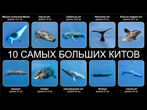 Видео: Топ 10 САМЫХ БОЛЬШИХ КИТОВ