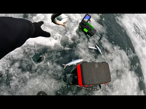 Видео: Сумасшедшая рыбалка на омуля! Удочки в дугу! Рыбалка мечты!