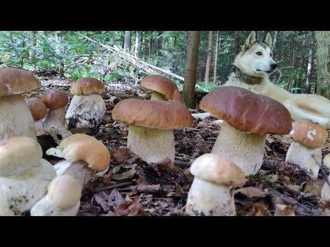 Видео: Грибна казка Карпат, 22 вересня