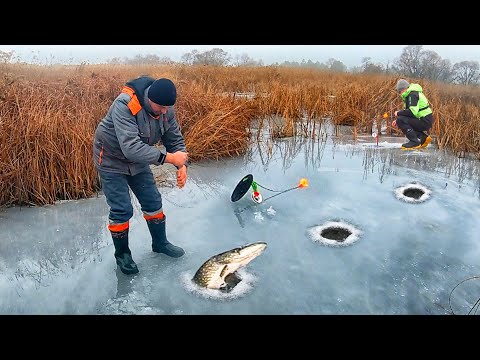 Видео: КОЛЯН, БЕГИ там 5 СРАБОТОК в КАМЫШЕ!!! ВДВОЕМ НЕ УСПЕВАЕМ за ЩУКОЙ на РЫБАЛКЕ