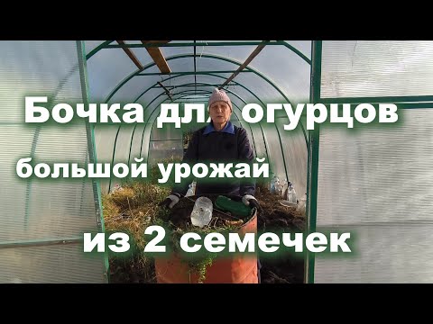 Видео: Бочка для огурцов: готовим осенью, собираем большой урожай летом.