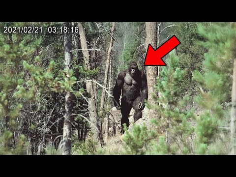 Видео: 1 Часа САМЫХ ЯСНЫХ Встреч с Бигфутом, Когда-Либо Снятых на Камеру! (Часть 2)