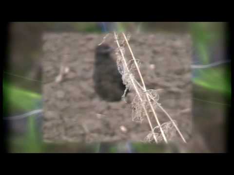 Видео: Умирающая Курганка у озера Данилово