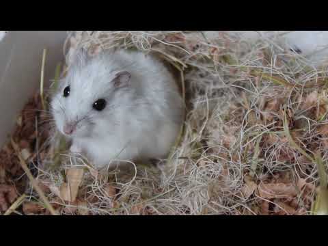 Видео: Уборка у всех хомяков. У Борьки опухоль.