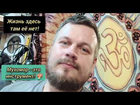 Видео: Жизнь здесь там её нет! Мухомор - это инструмент! #осознанность #пробуждение #мухомор #жизнь