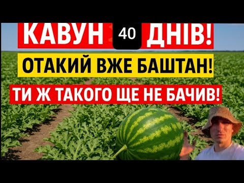 Видео: Кавуни ростуть як на дріжджах! 40 днів — вага вже пів кіло!