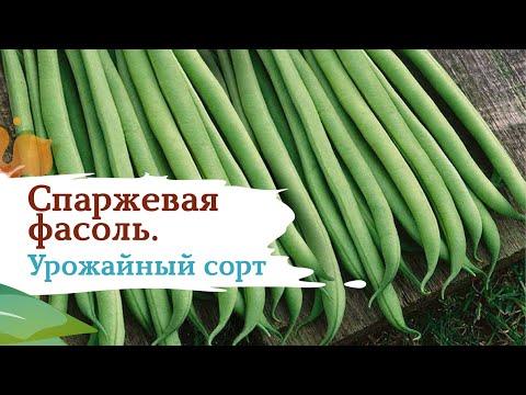 Видео: Фасоль Серенгети. Засуха нипочем