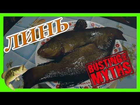 Видео: Самая лучшая наживка на ЛИНЯ . Мифы о наживке .. / FISHING MYTHS /