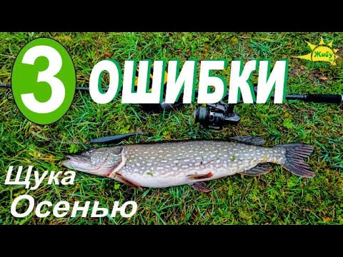 Видео: КАК ЛОВИТЬ ЩУКУ ОСЕНЬЮ. 3 Главные ОШИБКИ при Ловле Щуки