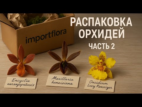 Видео: Новая распаковка орхидей || Накупил опять редкостей || Таких бульб вы еще не встречали 🤯