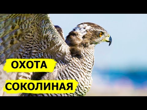 Видео: Охота с ловчими птицами. Охота (Охотник и рыболов)