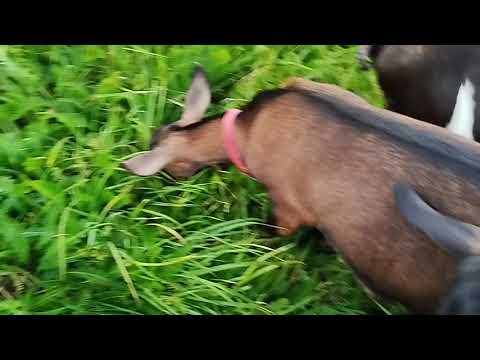 Видео: Сезон охоты начался