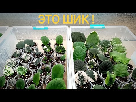 Видео: ЗАГЛЯНЕМ КО МНЕ В ТЕПЛИЧКИ-ЧТО  ЖЕ ТАМ ???....Новые сорта для моей коллекции!!!