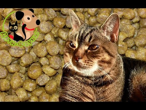 Видео: Какой выбрать корм? Как выбрать корм для кошки/собаки?