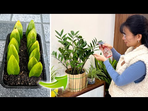 Видео: От листьев к растениям — способы размножения денежного дерева дома для начинающих