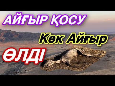 Видео: Көк Айғыр Келмеске Кетті. Жаңа Айғыр қостық!