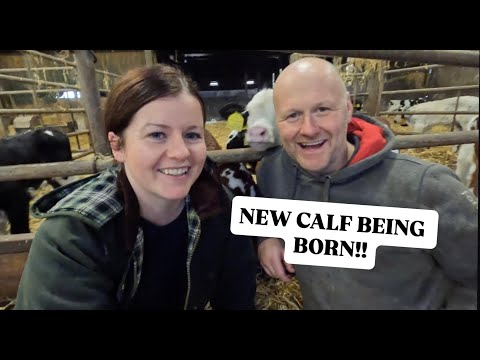 Видео: ОТЁЛ начался! Рождение телёнка.