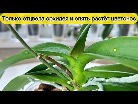 Видео: Секрет быстрого роста цветоноса орхидеи