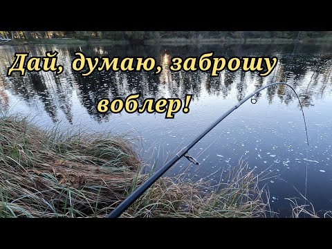 Видео: Решил забросить в болото в лесу! Даже не ожидал ...