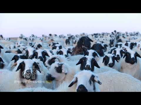 Видео: ӨМӨЗО Шилийн гол аймаг Сөнөд зүүн хошуу  Малчин Д.Мандах