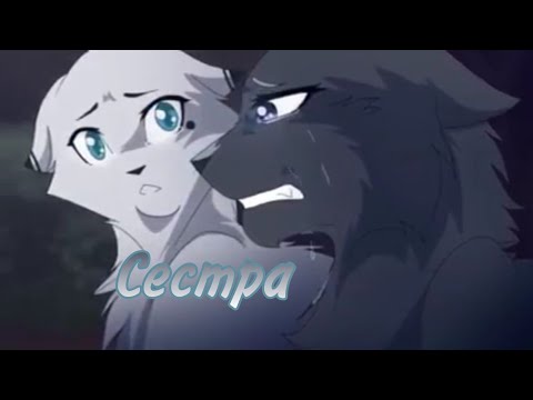 Видео: •Клип•-Коты Воители-"Сестра"|Синяя Звезда и Белогривка|√Black Cat√