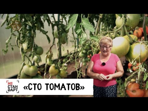 Видео: «Сто томатов» / Нестандарт / Серия 12