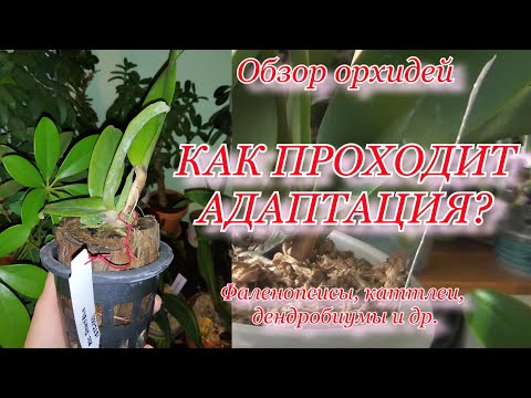 Видео: Обзор орхидей: как проходит адаптация? Каттлеи, фаленопсисы, дендробиумы и прочие орхи. 20.10.2020