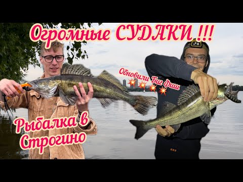 Видео: Ловля СУДАКА на ВОБЛЕРЫ от Олты. Огромные рыбы почти в центре Москвы
