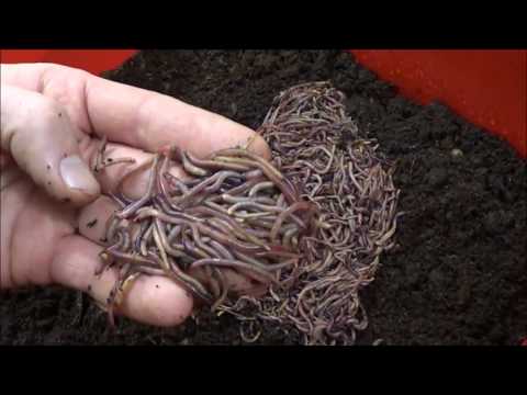 Видео: АЗ8 Заселение Дендробены в ящики с пищевыми отходами