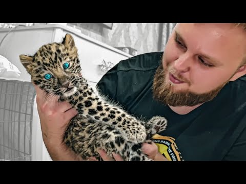 Видео: НЕВОЗМОЖНО СМОТРЕТЬ БЕЗ СЛЕЗ!!! История спасения леопардика ХАНА