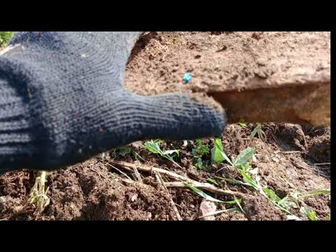 Видео: КоП Металла!!! По Ферме с Quest x5!!!