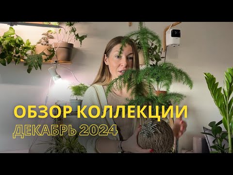 Видео: Обзор моей домашней коллекции растений🌿 Декабрь 2024.