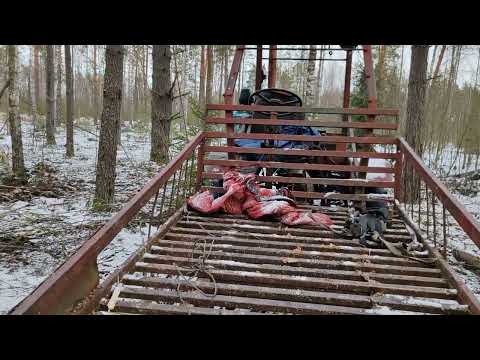 Видео: Пилим, возим, тягаем лес на тракторе т 16.
