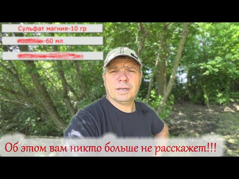 Видео: Максимальная помощь розам после заморозков