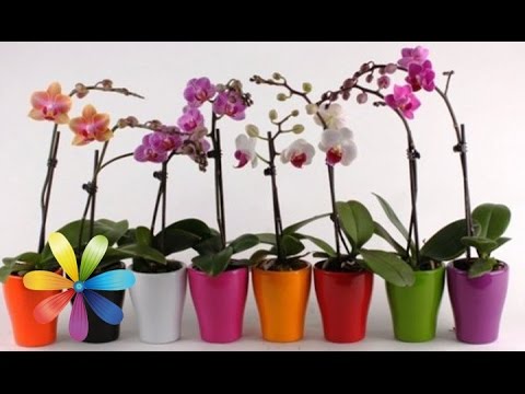 Видео: Как одну орхидею превратить в 100? - Все буде добре - Выпуск 569 - Всё будет хорошо 23.03.15
