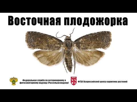 Видео: Восточная плодожорка (Grapholitha molesta Busck.)