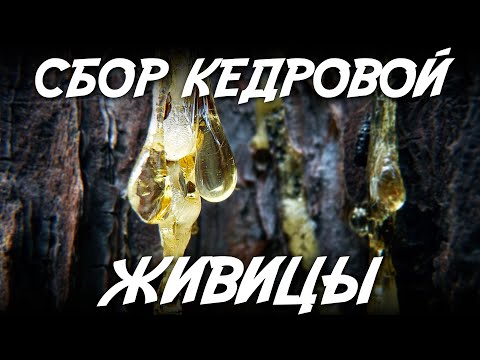 Видео: Сбор кедровой живицы