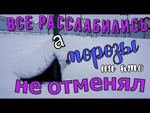 Видео: Виноград .Крещенские морозы на  винограднике. Спасаем лозу. .Дополнительное укрытие.