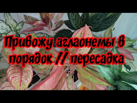 Видео: Привожу аглаонемы в порядок // пересадка