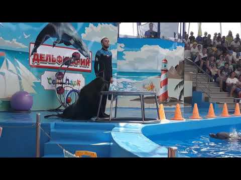 Видео: Сочи парк 2019