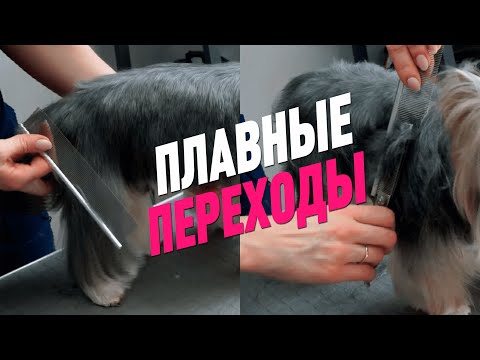 Видео: СТРИЖКА ЙОРКА / ТЕХНИКА ПЛАВНЫХ ПЕРЕХОДОВ / ГРУМИНГ ЙОРКА / GROOM SCHOOL