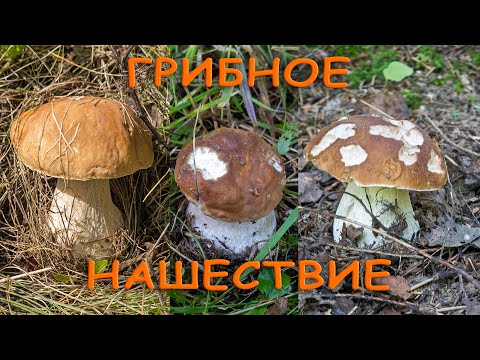 Видео: По грибы 2023 ! Грибное нашествие в начале сентября ! Белые грибы, подосиновики, подберезовики!